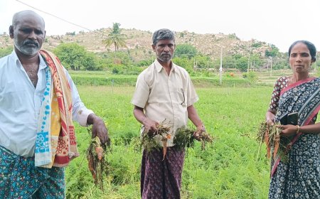 ನಿರಂತರ ಮಳೆಗೆ ನೆಲಕಚ್ಚಿದ ಕ್ಯಾರೆಟ್ ಮತ್ತು ಟೊಮೆಟೊ ಬೆಳೆ-ಕಂಗಳಾದ ರೈತರು