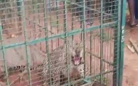 ಕೋರೆಯಲ್ಲಿ ಅಡಗಿ ಕುಳಿತಿದ್ದ ಚಿರತೆ ಸೆರೆ