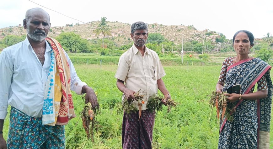 ನಿರಂತರ ಮಳೆಗೆ ನೆಲಕಚ್ಚಿದ ಕ್ಯಾರೆಟ್ ಮತ್ತು ಟೊಮೆಟೊ ಬೆಳೆ-ಕಂಗಳಾದ ರೈತರು
