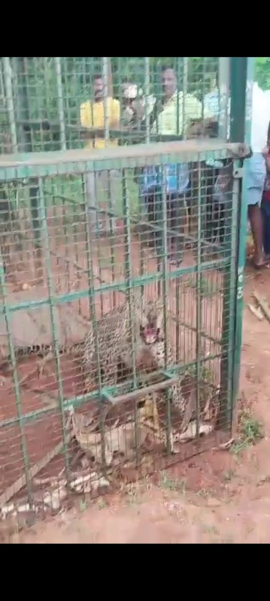 ಕೋರೆಯಲ್ಲಿ ಅಡಗಿ ಕುಳಿತಿದ್ದ ಚಿರತೆ ಸೆರೆ