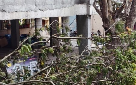 ಮರಗಳನ್ನು ಕಡಿದ ಕೇಸ್: ಅರಣ್ಯ ಅಧಿಕಾರಿಗಳಿಂದ ಸೂಕ್ತ ಕ್ರಮ..?