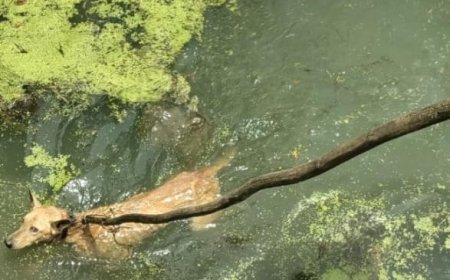 ಹೊಲದಲ್ಲಿಯ ಬಾವಿಯೊoದರಲ್ಲಿ ನಾಯಿಯು 40 ಅಡಿ ಆಳದ ತೇರೆದ ನೀರಿರುವ ಬಾವಿಯಲ್ಲಿ ಆಕಸ್ಮಿಕವಾಗಿ ಕಾಲು ಜಾರಿ ನಾಯಿ ಬಿದ್ದಿತ್ತು