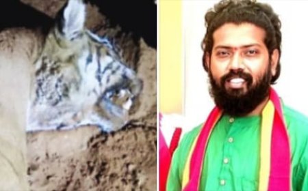 ಮಹದೇಶ್ವರ ಬೆಟ್ಟದಲ್ಲಿ ಹೆಣ್ಣು ಹುಲಿ ಹತ್ಯೆ: ಕಠಿಣ ಕಾನೂನು ಜಾರಿಗೆ ತೇಜಸ್ವಿ ಆಗ್ರಹ