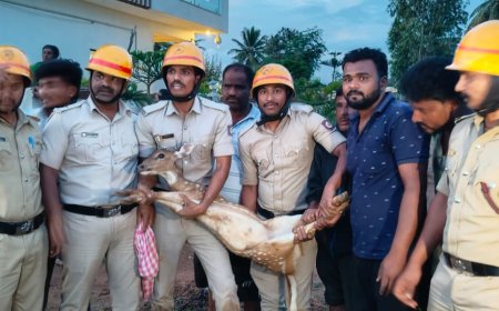 ಹಗ್ಗಗಳ ಸಹಾಯದಿಂದ ಪ್ರಾಣ ರಕ್ಷಣೆಗಾಗಿ ಕೂಗುತ್ತಿದ್ದ  ಜಿಂಕೆಯನ್ನು ಜೀವಂತವಾಗಿ ಅಗ್ನಿಶಾಮಕ ಇಲಾಖೆಯ ತಂಡ ರಕ್ಷಣೆ ಮಾಡ್ಡಿದಾರೆ