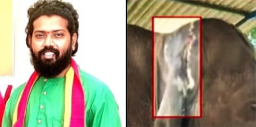 ದಸರಾ ಆನೆ ಬಾಲಣ್ಣನ ಕಿವಿ ಕೊಳೆತ:ತಪ್ಪಿತಸ್ಥರ ವಜಾ ಮಾಡಲು ತೇಜಸ್ವಿ ಆಗ್ರಹ