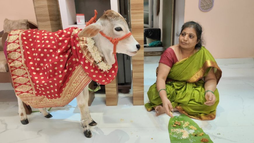 ರಾಯರ ರಂಗಮಂದಿರದಲ್ಲಿ ಗೋ ಪೂಜೆ ನೈವೇದ್ಯದೊಂದಿಗೆ  ದೀಪಾವಳಿ ಆಚರಣೆ