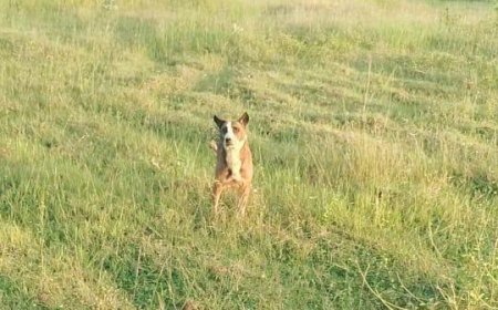 ನಿರಿನಲ್ಲಿ ಕಾಲು ಜಾರಿ ಬಿದ್ದ ನಾಯಿಯನ್ನು ಜೀವಂತವಾಗಿ ಅಗ್ನಿಶಾಮಕ ಇಲಾಖೆಯ ತಂಡ ರಕ್ಷಣೆ