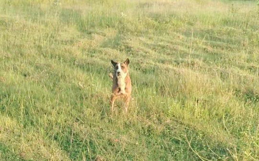 ನಿರಿನಲ್ಲಿ ಕಾಲು ಜಾರಿ ಬಿದ್ದ ನಾಯಿಯನ್ನು ಜೀವಂತವಾಗಿ ಅಗ್ನಿಶಾಮಕ ಇಲಾಖೆಯ ತಂಡ ರಕ್ಷಣೆ