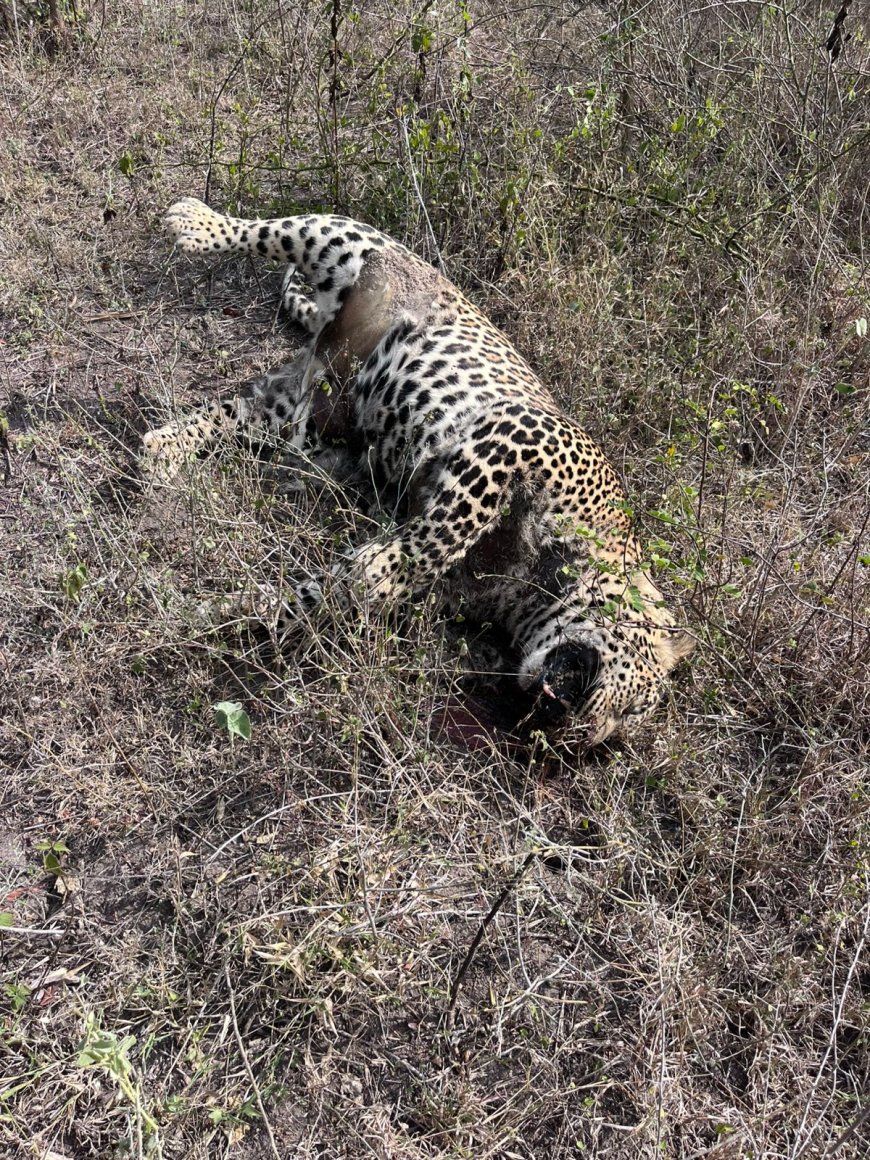 ಚಿರತೆ ಕಳೇಬರ ಪತ್ತೆ ಅಧಿಕಾರಿಗಳಿಂದ ತನಿಖೆ ಚುರುಕು 