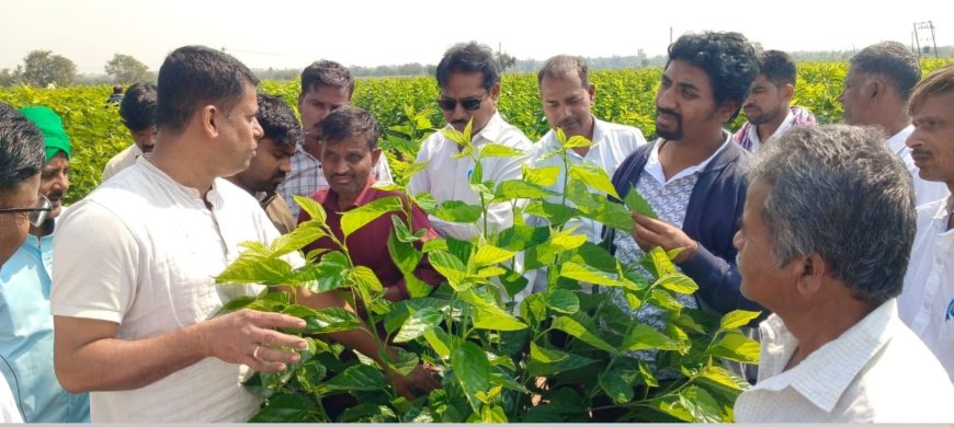 ರೇಷ್ಮೆ ಬೆಳೆಯಲ್ಲಿ ಸಿಲಿಕಾನ್ ಉಪಯೋಗದ ಮಹತ್ವ