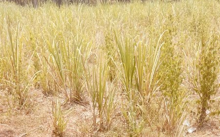 ಹವಾಮಾನ ವೈಫಲ್ಯದಿಂದ ಅಂತರ್ಜಲ ಕುಸಿತ ರೈತ ಬೆಳೆದ ಬೆಳೆ ಸರ್ವನಾಶ: ಕಂಗಾಲಾದ ರೈತ