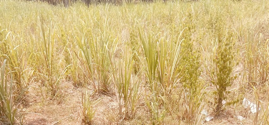 ಹವಾಮಾನ ವೈಫಲ್ಯದಿಂದ ಅಂತರ್ಜಲ ಕುಸಿತ ರೈತ ಬೆಳೆದ ಬೆಳೆ ಸರ್ವನಾಶ: ಕಂಗಾಲಾದ ರೈತ