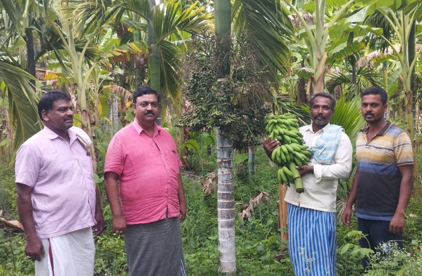 ಹಿರೇಅಣಜಿ ಗ್ರಾಮದ ಪ್ತಗತಿಪರ ಕೃಷಿಕರಾದ ಲಿಂಗನಗೌಡ್ರ ಸಹೋದರರ ಹುಲೂಸಾಗಿ ಬೆಳೆದ ಅಡಕೆ ಹಾಗೂ ಬಾಳೆ ಬೆಳೆ