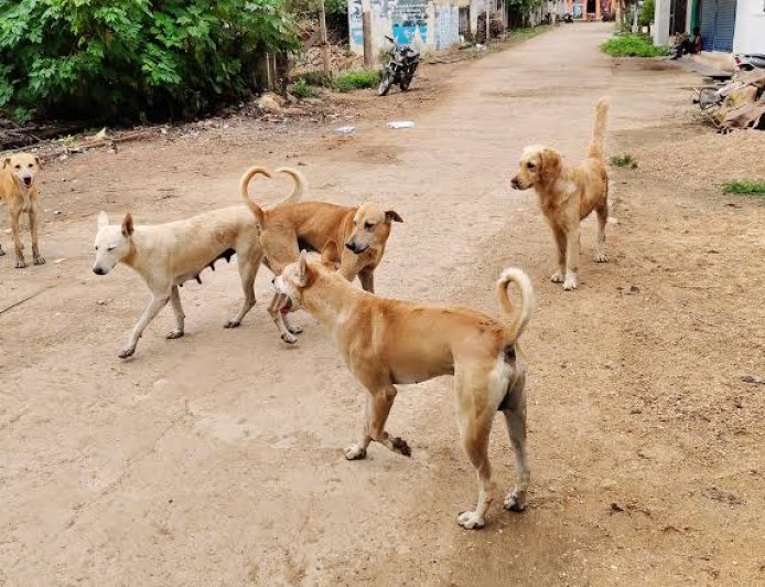 ಬೀದಿ ನಾಯಿಗಳ ಹಾವಳಿಗೆ ಬೇಸತ್ತ ಗದ್ದೇಹೊಸೂರು ಗ್ರಾಮಸ್ತರು