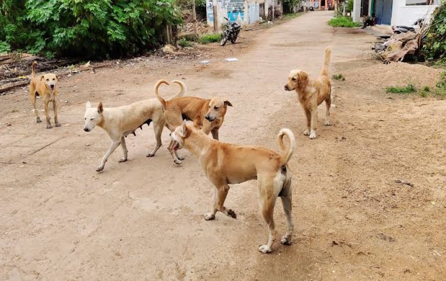 ಬೀದಿ ನಾಯಿಗಳ ಹಾವಳಿಗೆ ಬೇಸತ್ತ ಗದ್ದೇಹೊಸೂರು ಗ್ರಾಮಸ್ತರು